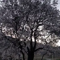 حواله تارا ب فروش میرست