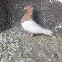 فروش و معاوضه کفتر