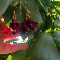 گوشواره متنوع