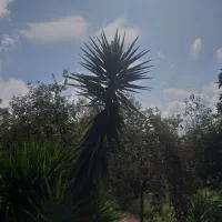 گل یوکا۳متری|گل و گیاه طبیعی|سنگر, |دیوار