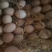 تخم مرغ نطفه دار نژاد گردن لختی  کاکلی فقط ۱۳ هزار
