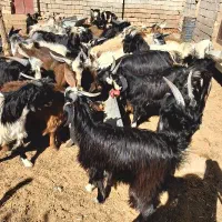 فروش کهره چاق