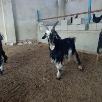 کهره|حیوانات مزرعه|آبپخش, |دیوار