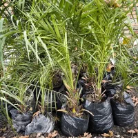 انواع نهال زینتی|گل و گیاه طبیعی|خان ببین, |دیوار