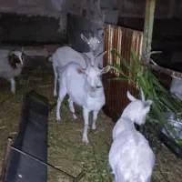 کولار سانن|حیوانات مزرعه|بیرجند, |دیوار