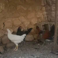 جوجه گلین و جوجه خروس و خروس محلی|حیوانات مزرعه|شیراز, انجیر|دیوار