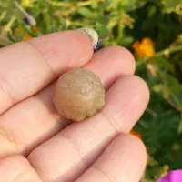 زوعه مار|جواهرات|یاسوج, |دیوار