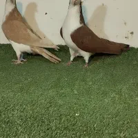 جفتگاهی کلاغدم  و طوقی