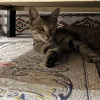 گربه خونگی واگذار میشه|گربه|سبزوار, علمدار|دیوار