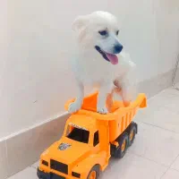 پامر روباهی|سگ|بردسکن, |دیوار