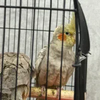 عروس هلندی|پرنده|اهواز, کوی سعدی|دیوار