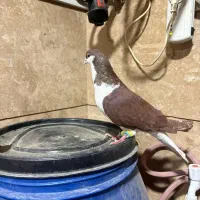 کبوتر بدرنگ