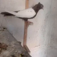 سینه|پرنده|شیراز, کفترک|دیوار