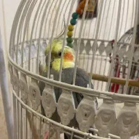 عروس هلندی دستی و سنخگو