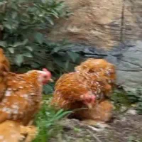 جوجه مرغ کوشین