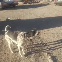 سو قدیم|سگ|برزک, |دیوار