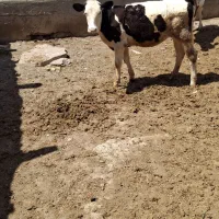 یک رس گوساله ماده نژاد مادر پرشیر