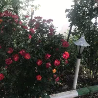 باغ ویلا ( ۴۶۲ متر )