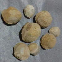 سنگواره و فسیل صدف|کلکسیون اشیاء عتیقه|سروستان, |دیوار