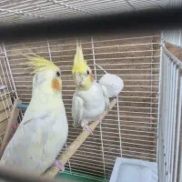 فروش یک جفت عروس هلندی