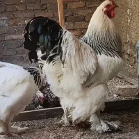 خروس برهما لایت