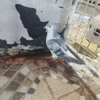 دوتا شهری زرنگ