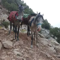 قاطر و مادیون دزدیده شده