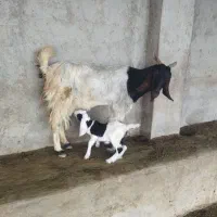 بزکهردار آبپخش