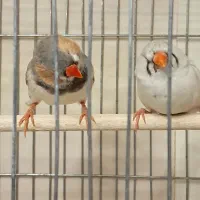 فنچ کینگ مولد در همه ی نژادها|پرنده|تهران, چهارصد دستگاه|دیوار