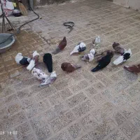 تعدادی کبوتر نوک ریز|پرنده|نهاوند, |دیوار