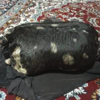 خیگ چهار انگله|ظروف سرو و پذیرایی|دزپارت, |دیوار