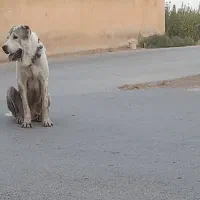 آلابای|سگ|پیر بکران, |دیوار