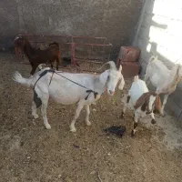بز ابستن سرمایه