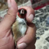 سره نشاندار