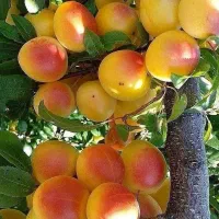 فروش نهال با ارقام های درجه 1|خدمات باغبانی و درختکاری|آذرشهر, |دیوار