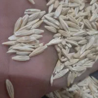 جوو دیم|لوازم جانبی حیوانات|سنقر, |دیوار