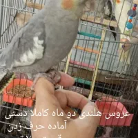 عروس هلندی دستی|پرنده|شهریار, دهشاد پائین|دیوار