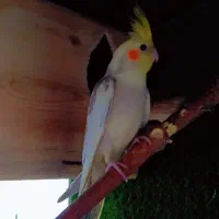 جوجه عروس هلندی ژنتیک فوق العاده|پرنده|رودهن, |دیوار