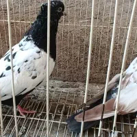 کبوتر  فروشی