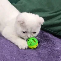 گربه اسکاتیش فولد ماده