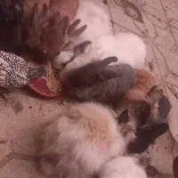 خرگوش های لپ فشن جوان و مرغ خروس سیبرایت