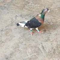 دورگ دورنگ ،عتیقه ،پلاکی ،پیسه کمیاب