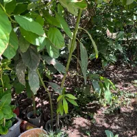 فروش پیاز برگ عبایی حجم بالا ونهال آووکادو ۲.۵متری|گل و گیاه طبیعی|رامسر, |دیوار