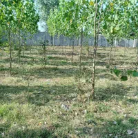 چمن زنی و علف زنی|خدمات باغبانی و درختکاری|فومن, |دیوار