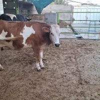 فروش گوساله(شنگل)بچر