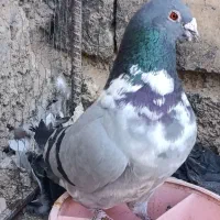 کبوتر طوقی کله سینه پلاکی|پرنده|سیدان, |دیوار