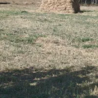 علف عالی