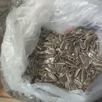 تخمه تازه زیر قیمت بازار.
