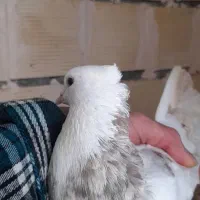 کبوتر طوق مولد|پرنده|مریوان, |دیوار