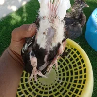 دوجفت جوجه دمسفید
